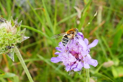 Eristalis jugorum