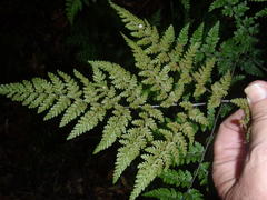 Cheilanthes bergiana