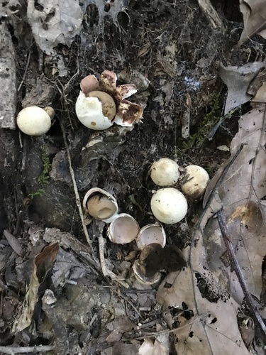 Geastrum