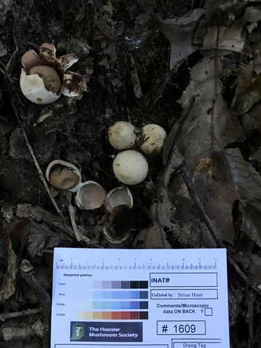 Geastrum (Photo 2 of 2)