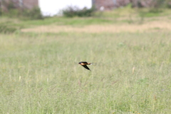 Hirundo rustica