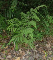 Cheilanthes bergiana