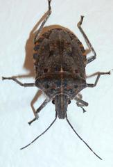 Peltasticus punctatus