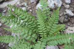 Woodsia subcordata