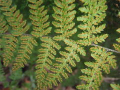 Cheilanthes bergiana