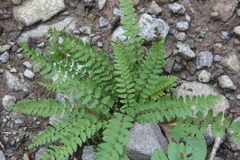 Woodsia subcordata