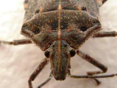 Peltasticus punctatus