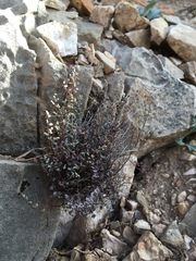 Argyrochosma microphylla