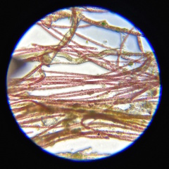 Rhodochorton purpureum