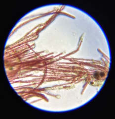 Rhodochorton purpureum