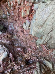Rhodochorton purpureum