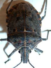 Peltasticus punctatus