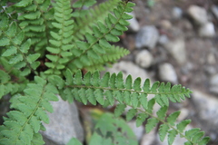 Woodsia subcordata
