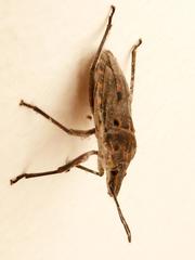 Peltasticus punctatus