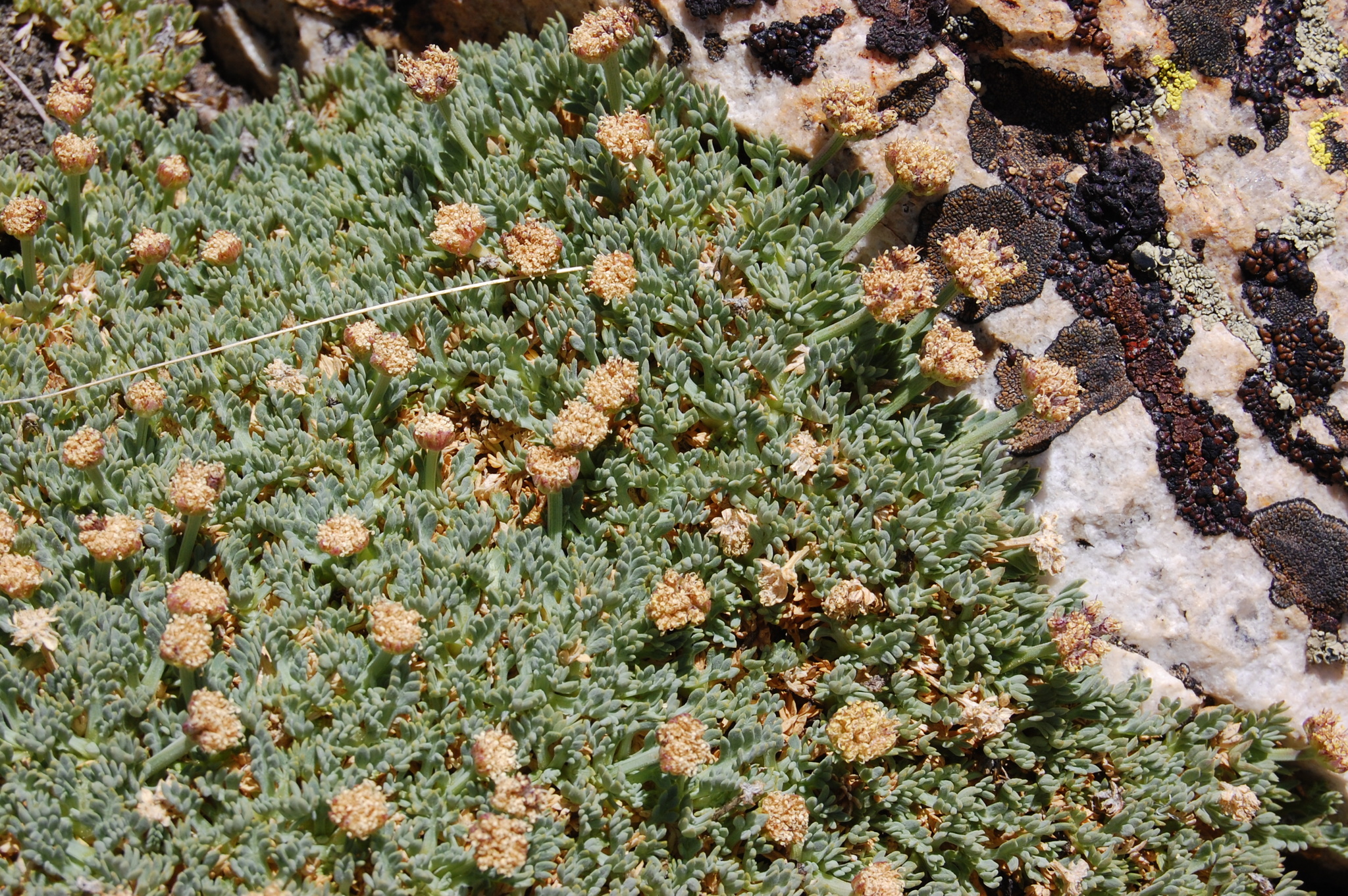 Podistera nevadensis
