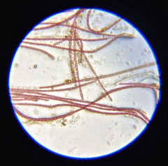 Rhodochorton purpureum