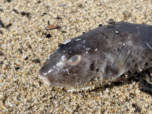 Peruvian puffer (Sphoeroides sechurae) — Tetraodontidae