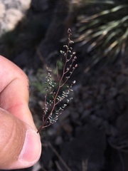 Argyrochosma microphylla