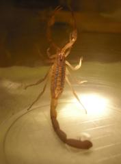 Centruroides limpidus