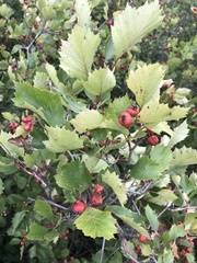 Crataegus