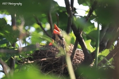Turdus migratorius image