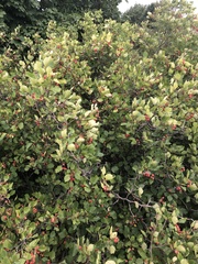 Crataegus