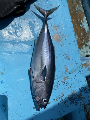 Black Skipjack
