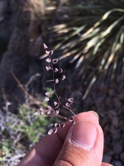 Argyrochosma microphylla