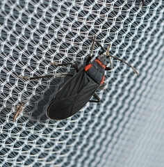 Melacoryphus rubicollis