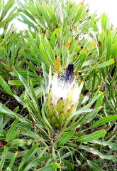 Protea longifolia
