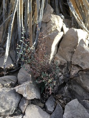 Argyrochosma microphylla