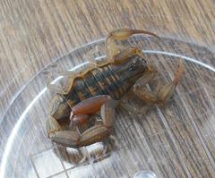 Centruroides limpidus