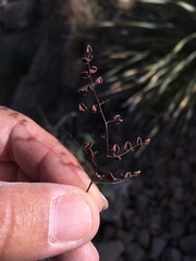 Argyrochosma microphylla