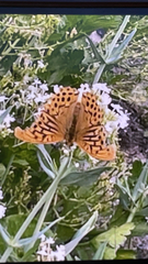 Argynnis paphia