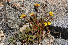 Ivesia lycopodioides