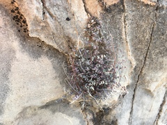 Argyrochosma microphylla