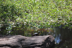Chelidae