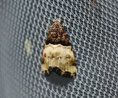 Cobubatha dividua