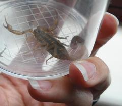 Centruroides limpidus