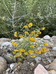 Tridactylina kirilowii