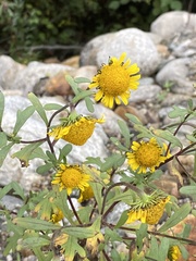 Tridactylina kirilowii