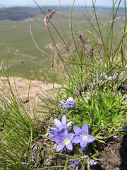 Craterocapsa