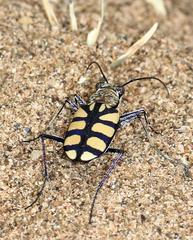 Chaetodera regalis