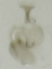 Ptinella acaciae