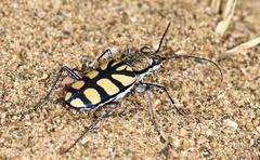 Chaetodera regalis