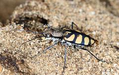 Chaetodera regalis