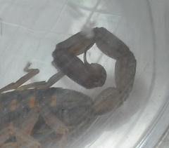 Centruroides limpidus