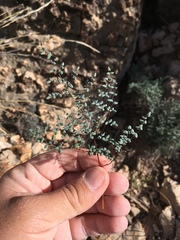 Argyrochosma microphylla