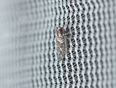 Lycioides condalianus