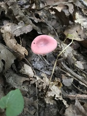 Russula subtilis
